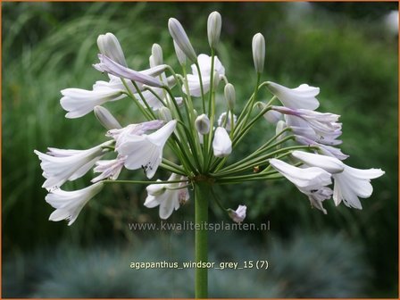 Agapanthus &#039;Windsor Grey&#039; | Afrikaanse lelie, Kaapse lelie, Liefdesbloem