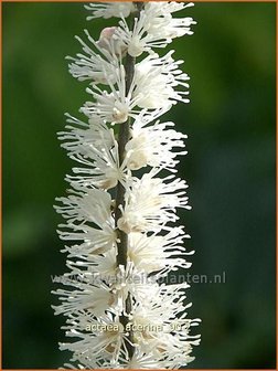 Actaea acerina | Zilverkaars, Christoffelkruid