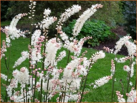 Actaea japonica &#039;Cheju-do&#039; | Zilverkaars, Oktoberkaars, Christoffelkruid