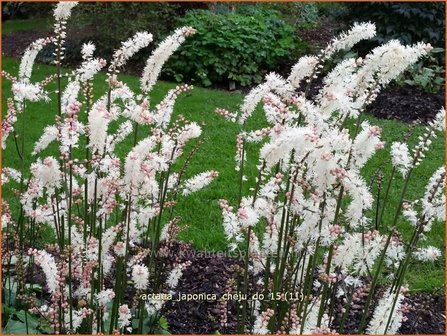 Actaea japonica &#039;Cheju-do&#039; | Zilverkaars, Oktoberkaars, Christoffelkruid