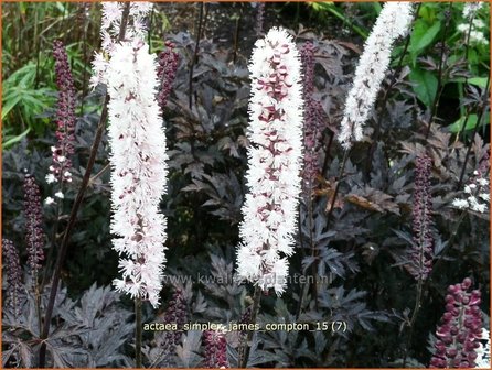 Actaea ramosa &#039;James Compton&#039; | Zilverkaars, Oktoberkaars, Christoffelkruid