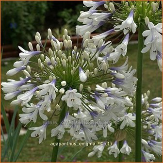 Agapanthus &#039;Enigma&#039; | Kaapse lelie, Afrikaanse lelie, Liefdesbloem