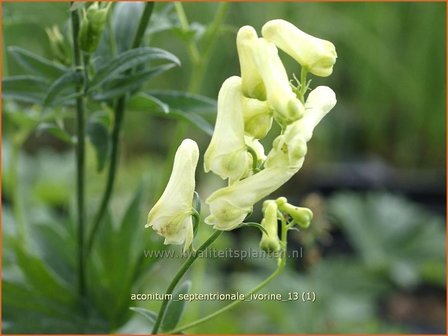 Aconitum septentrionale 'Ivorine' | Monnikskap | Eisenhut