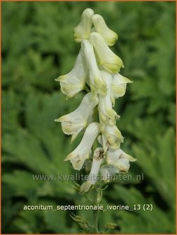 Aconitum septentrionale 'Ivorine' | Monnikskap | Eisenhut