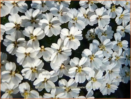 Achillea millefolium 'Heinrich Vogeler' | Duizendblad