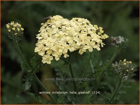 Achillea millefolium &amp;#39;Hella Glashoff&amp;#39; | Duizendblad | Gew&ouml;hnliche Schafgarbe