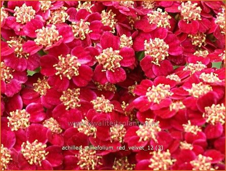 Achillea millefolium 'Red Velvet' | Duizendblad | Gewöhnliche Schafgarbe