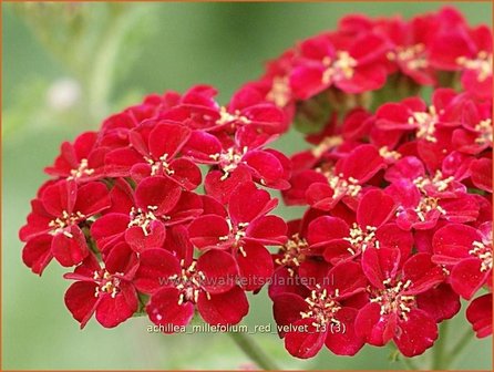Achillea millefolium &#039;Red Velvet&#039; | Duizendblad | Gew&ouml;hnliche Schafgarbe