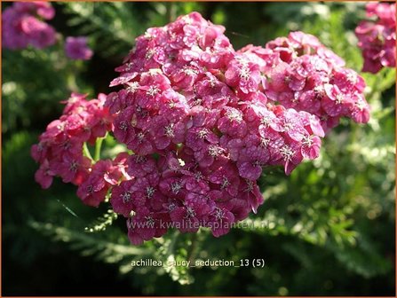 Achillea &#039;Saucy Seduction&#039; | Duizendblad