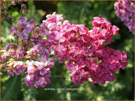 Achillea &#039;Saucy Seduction&#039; | Duizendblad