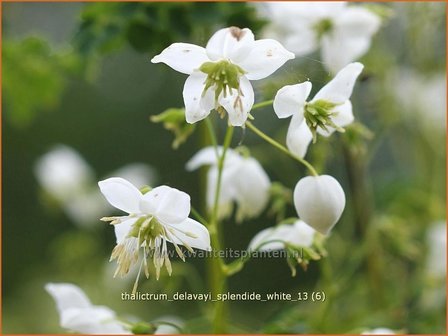 Thalictrum delavayi &#39;Splendide White&#39; | Chinese ruit, Ruit | Delavays Wiesenraute