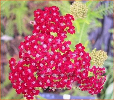 Achillea millefolium &#039;Petra&#039; | Duizendblad