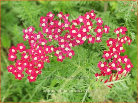 Achillea millefolium &#039;Petra&#039; | Duizendblad