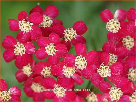 Achillea millefolium &#039;Petra&#039; | Duizendblad