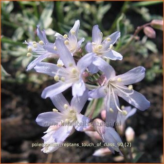 Polemonium reptans &#039;Touch of Class&#039; | Jacobsladder, Griekse valeriaan