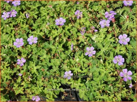 Geranium &#039;Sweet Heidy&#039; | Ooievaarsbek