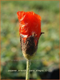 Papaver orientale &#039;Nana Allegro&#039; | Oosterse papaver, Oosterse klaproos