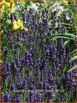 Lavandula angustifolia 'Beate' | Lavendel