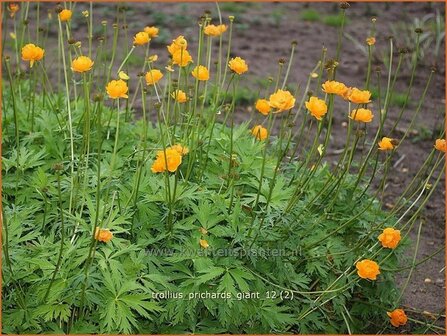 Trollius &#039;Prichard&#039;s Giant&#039; | Kogelbloem, Globebloem
