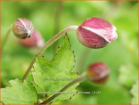 Anemone hupehensis 'Little Princess' | Anemoon, Herfstanemoon, Japanse anemoon