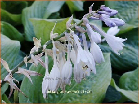 Hosta &#039;Blue Mammoth&#039; | Hosta, Hartlelie, Funkia