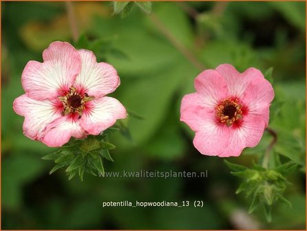 Potentilla hopwoodiana | Vijfvingerkruid, Ganzerik