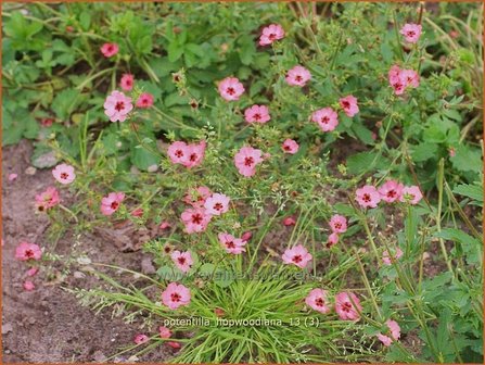 Potentilla hopwoodiana | Vijfvingerkruid, Ganzerik