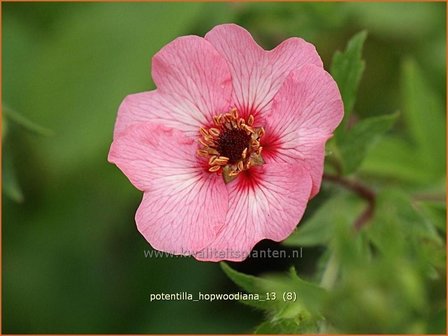 Potentilla hopwoodiana | Vijfvingerkruid, Ganzerik