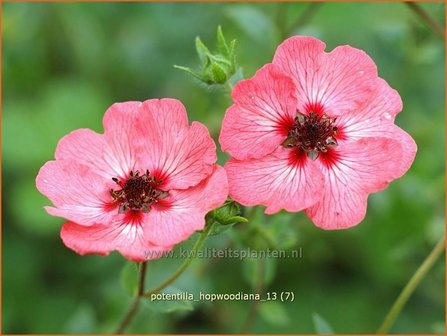 Potentilla hopwoodiana | Vijfvingerkruid, Ganzerik