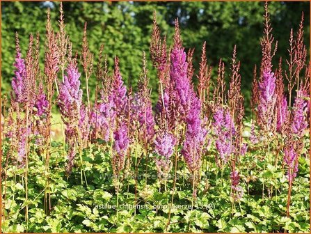 Astilbe chinensis &#039;Purpurkerze&#039; | Spirea