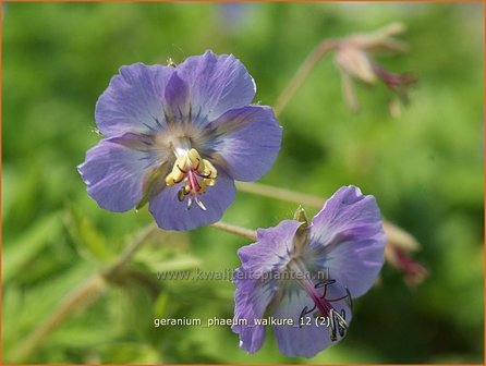 Geranium phaeum &#039;Walkure&#039; | Donkere ooievaarsbek, Ooievaarsbek, Tuingeranium | Brauner Storchschnabel