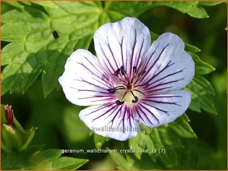 Geranium wallichianum &#039;Crystal Lake&#039; | Ooievaarsbek