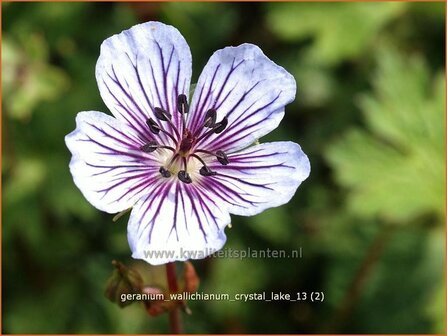 Geranium wallichianum &#039;Crystal Lake&#039; | Ooievaarsbek