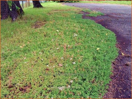 Sedum album | Wit vetkruid, Vetkruid