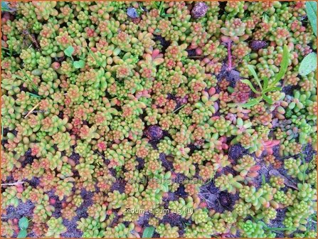 Sedum album | Wit vetkruid, Vetkruid