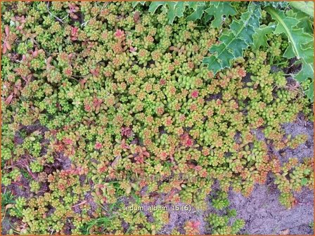 Sedum album | Wit vetkruid, Vetkruid