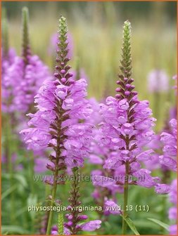 Physostegia virginiana &#039;Vivid&#039; | Scharnierbloem, Scharnierplant