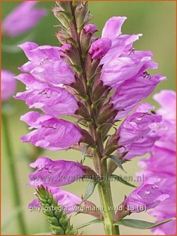 Physostegia virginiana &#039;Vivid&#039; | Scharnierbloem, Scharnierplant