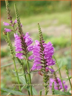 Physostegia virginiana &#039;Vivid&#039; | Scharnierbloem, Scharnierplant