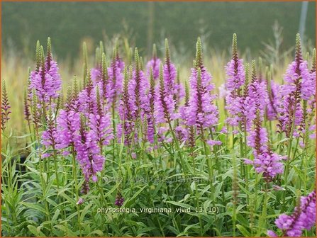 Physostegia virginiana &#039;Vivid&#039; | Scharnierbloem, Scharnierplant