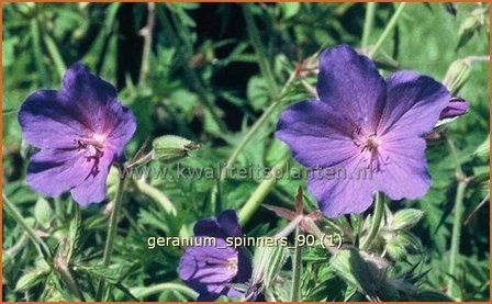 Geranium &#039;Spinners&#039; | Ooievaarsbek