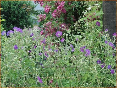 Geranium &#039;Spinners&#039; | Ooievaarsbek