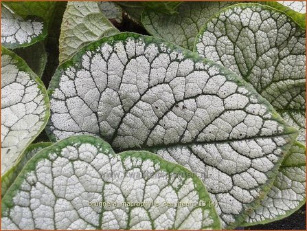 Brunnera macrophylla &#039;Sea Heart&#039; | Kaukasische vergeet-mij-nietje