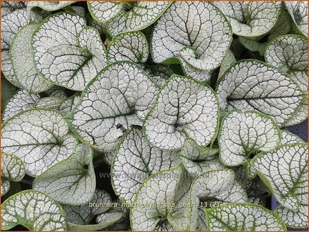 Brunnera macrophylla &#039;Sea Heart&#039; | Kaukasische vergeet-mij-nietje