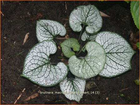 Brunnera macrophylla &#039;Sea Heart&#039; | Kaukasische vergeet-mij-nietje