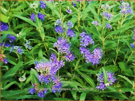 Caryopteris clandonensis &#039;Dark Knight&#039; | Blauwe spirea, Blauwbaard, Baardbloem