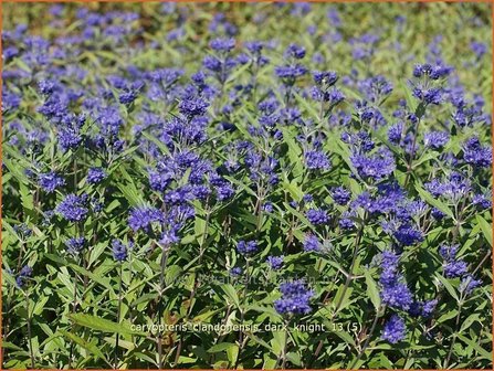 Caryopteris clandonensis &#039;Dark Knight&#039; | Blauwe spirea, Blauwbaard, Baardbloem