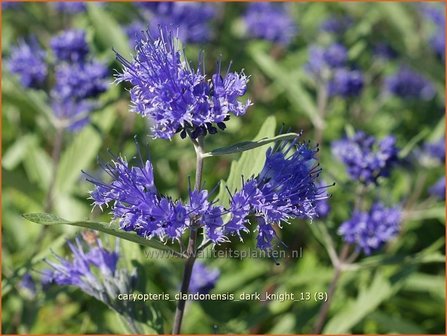 Caryopteris clandonensis &#039;Dark Knight&#039; | Blauwe spirea, Blauwbaard, Baardbloem
