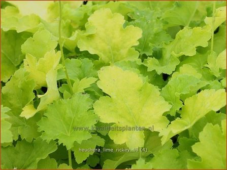 Heuchera &#039;Lime Rickey&#039; | Purperklokje