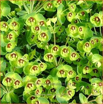 Euphorbia 'Baby Charm' | Wolfsmelk